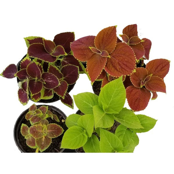 Coleus Mix per piece (small) – image 9