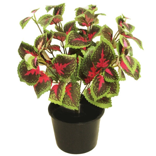 Coleus Mix per piece (small) – image 5