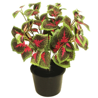 Coleus Mix per piece (small) – image 5