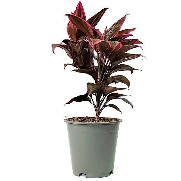 Cordyline Fruticosa Mambo, Hawaiian Ti Plant, Good luck plant – image 3