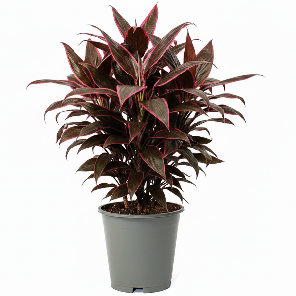 Cordyline Fruticosa Mambo, Hawaiian Ti Plant, Good luck plant – image 1