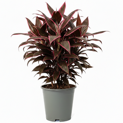 Cordyline Fruticosa Mambo, Hawaiian Ti Plant, Good luck plant – image 1