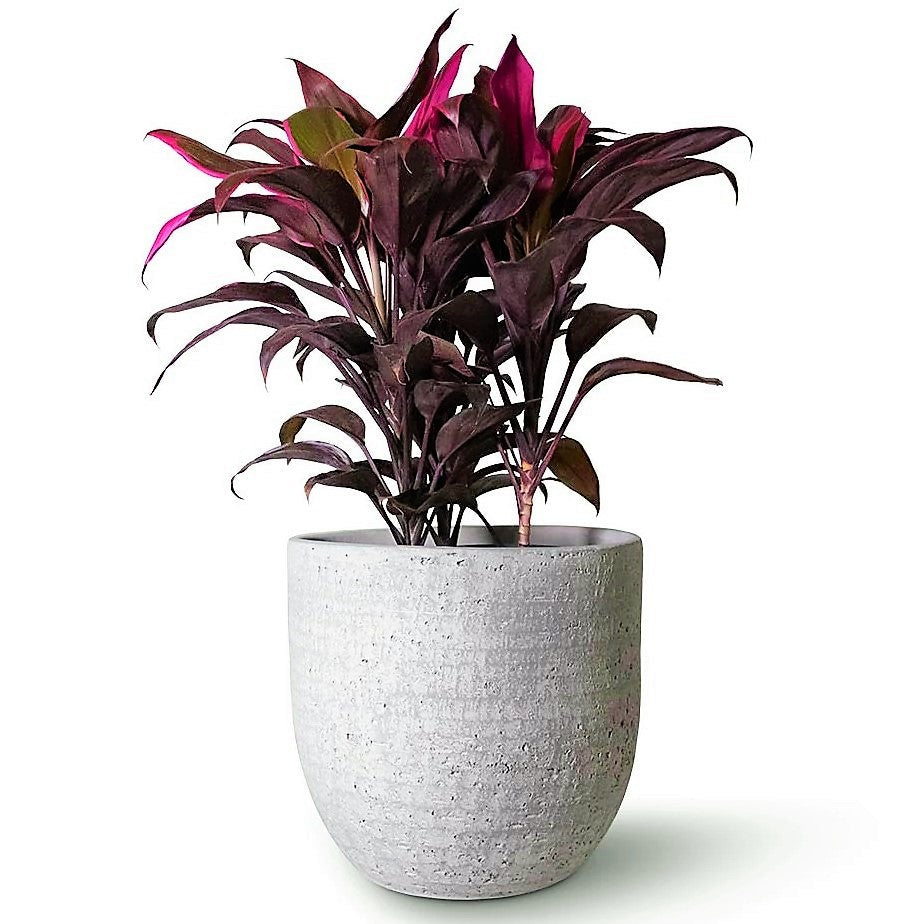 Cordyline Fruticosa Mambo, Hawaiian Ti Plant, Good luck plant – image 4