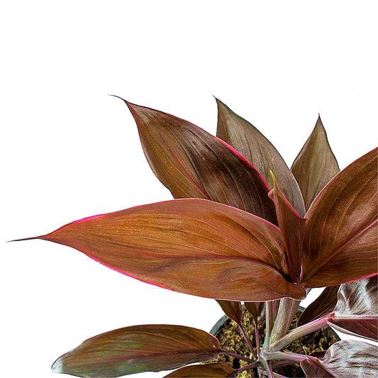 Cordyline Fruticosa Mambo, Hawaiian Ti Plant, Good luck plant – image 2