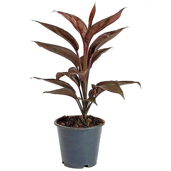 Cordyline Fruticosa Mambo, Hawaiian Ti Plant, Good luck plant – image 5