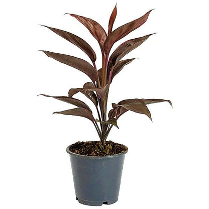 Cordyline Fruticosa Mambo, Hawaiian Ti Plant, Good luck plant – image 5