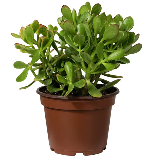 Money Tree, Crassula ovata, Dollar Plant, Jade Tree – image 1