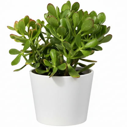 Money Tree, Crassula ovata, Dollar Plant, Jade Tree – image 14