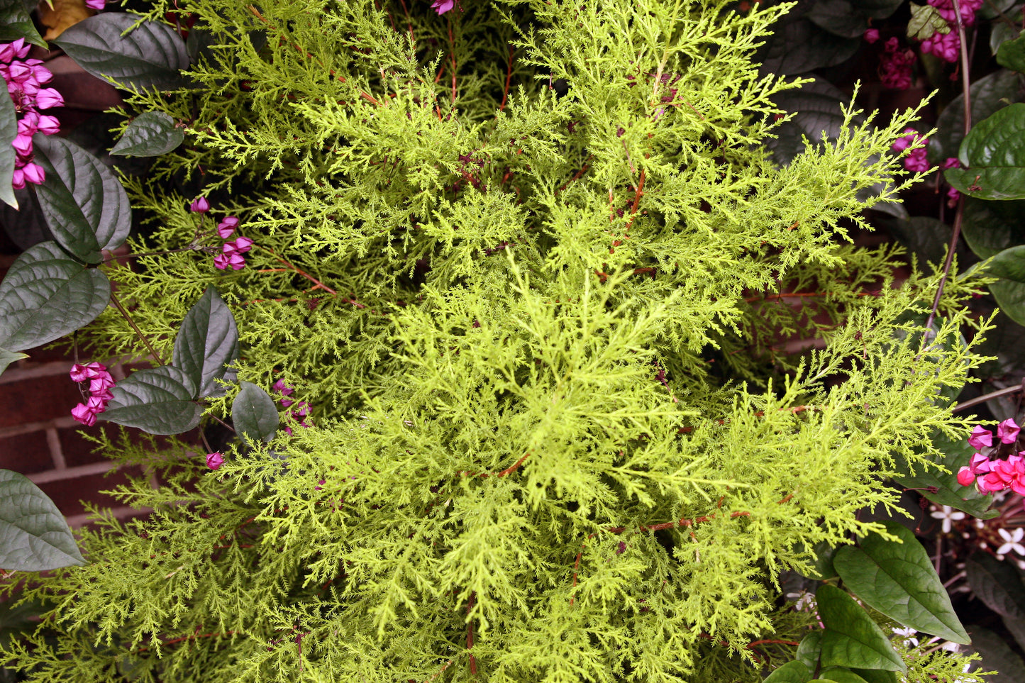 Lemon Cypress 'Goldcrest Wilma' (Cupressus macrocarpa) | السرو الليموني جولدكريست ويلما