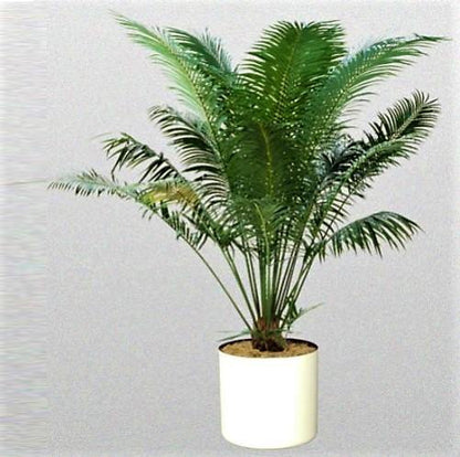 Cycas Circinalis, Queen Sago – image 3