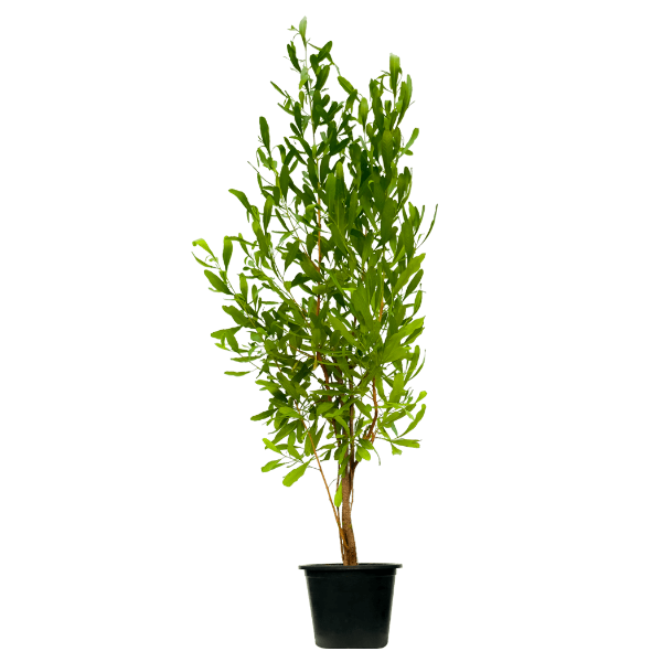 Dodonaea Viscosa, Hopbush – image 5