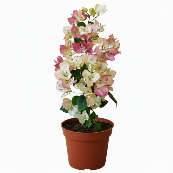 Bougainvillea Cocoice, Coconut Ice – image 7