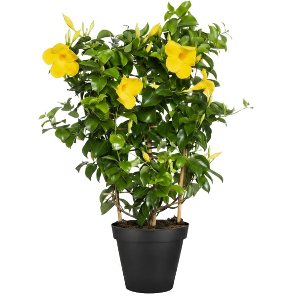 Yellow Bell Climber, Mandevilla Splendens – image 1