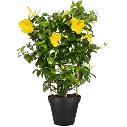 Yellow Bell Climber, Mandevilla Splendens – image 1