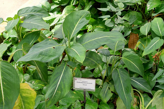 Dieffenbachia Green Magic - Small - Image 1