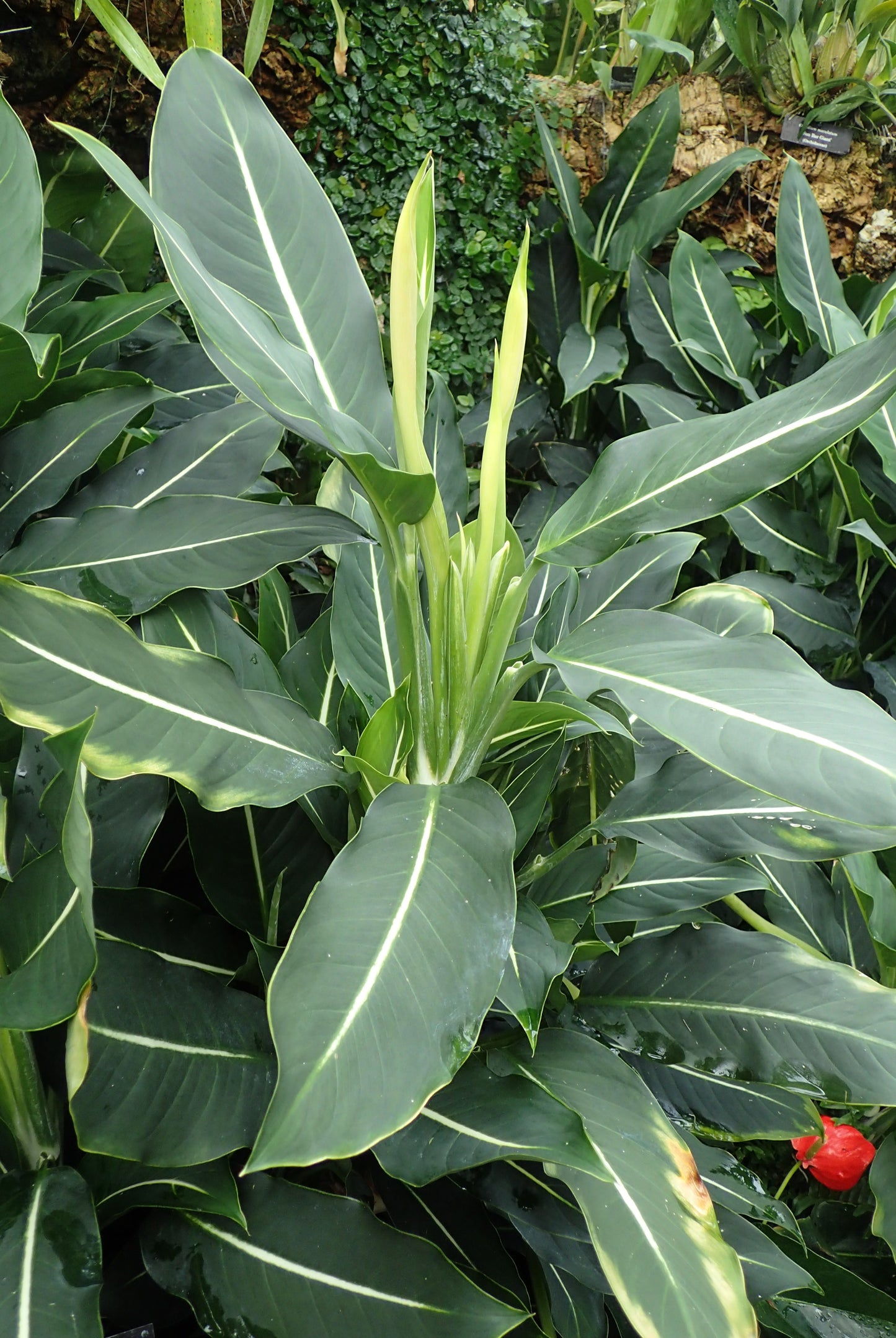 Dieffenbachia Green Magic - Small - Image 2