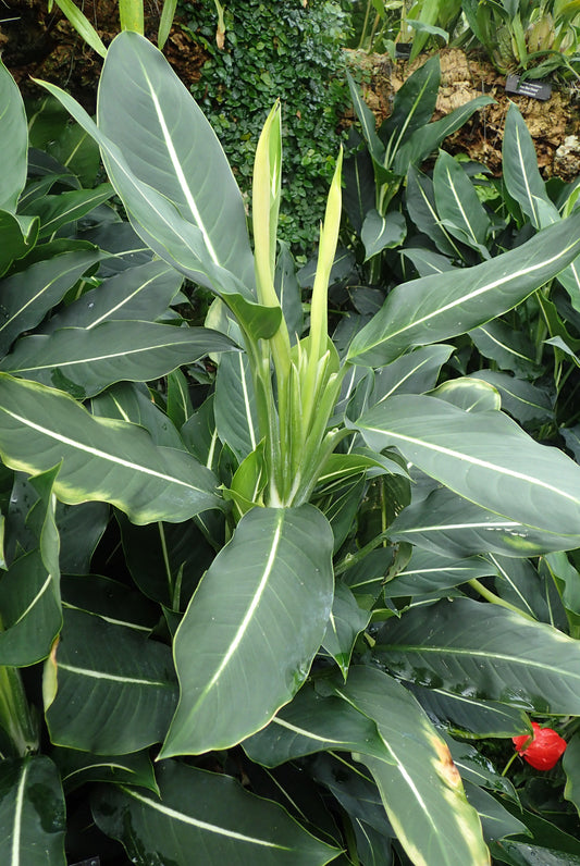 Dieffenbachia Green Magic - Small - Image 2