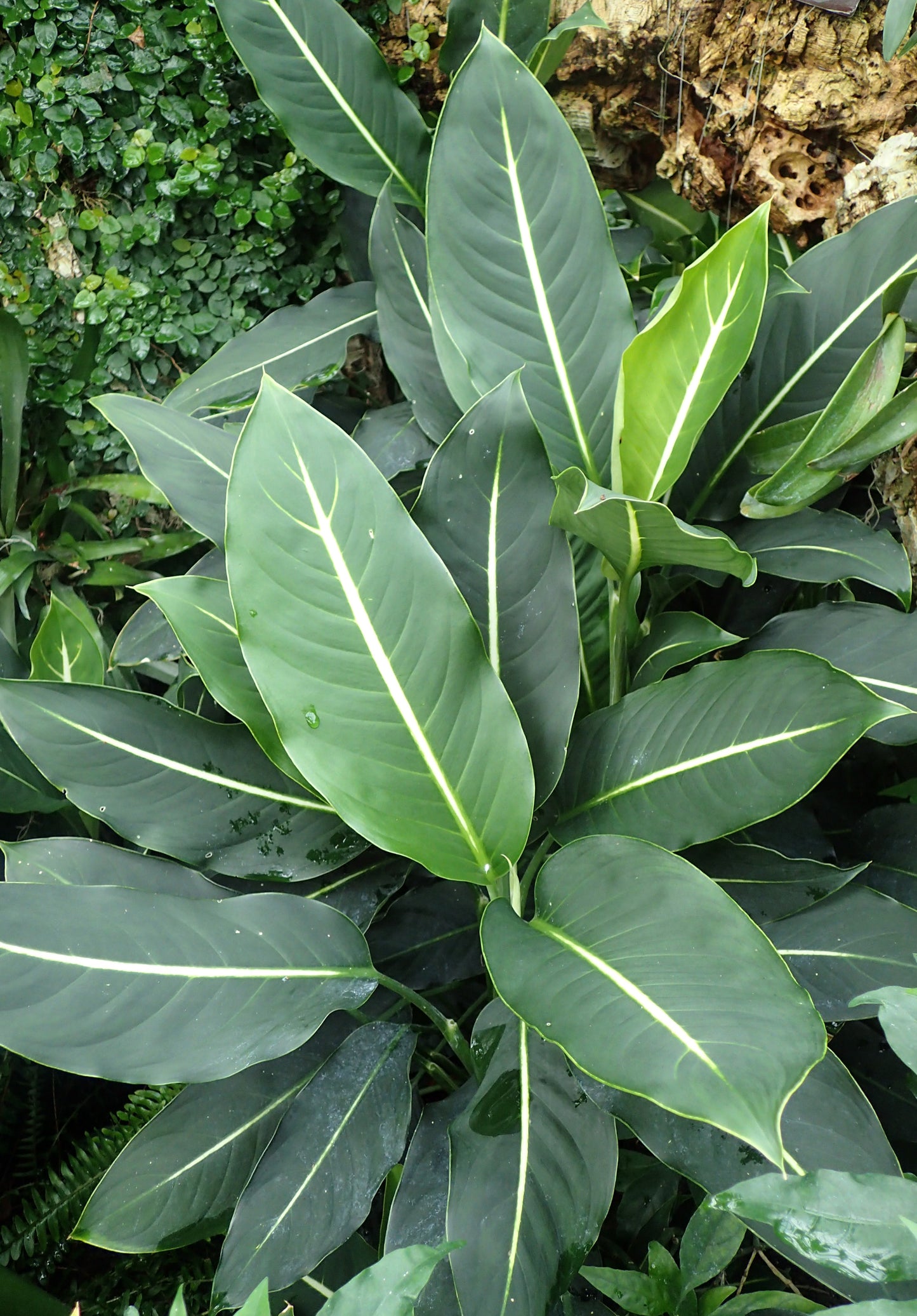 Dieffenbachia Green Magic - Small - Image 3