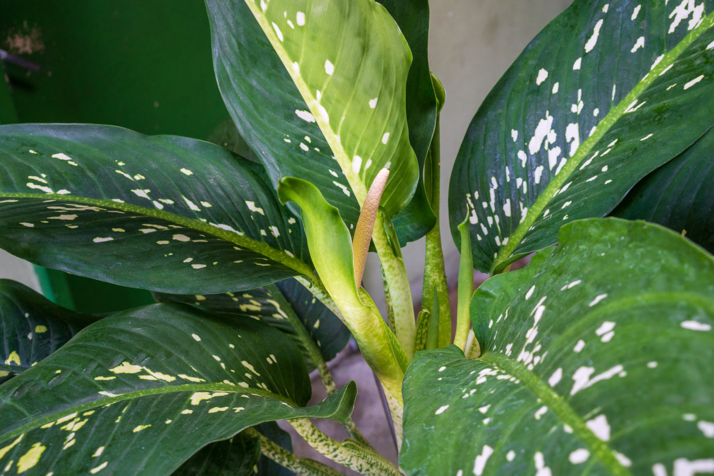 Dieffenbachia Green Magic - Medium - Image 4