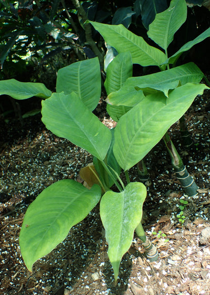 Dieffenbachia Green Magic - Large - Image 1