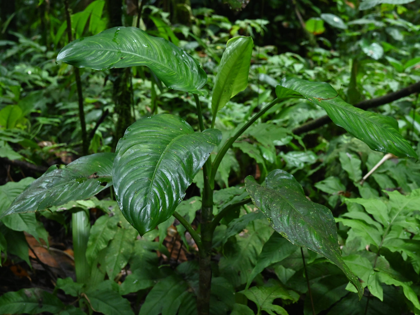 Dieffenbachia Green Magic - Medium - Image 5
