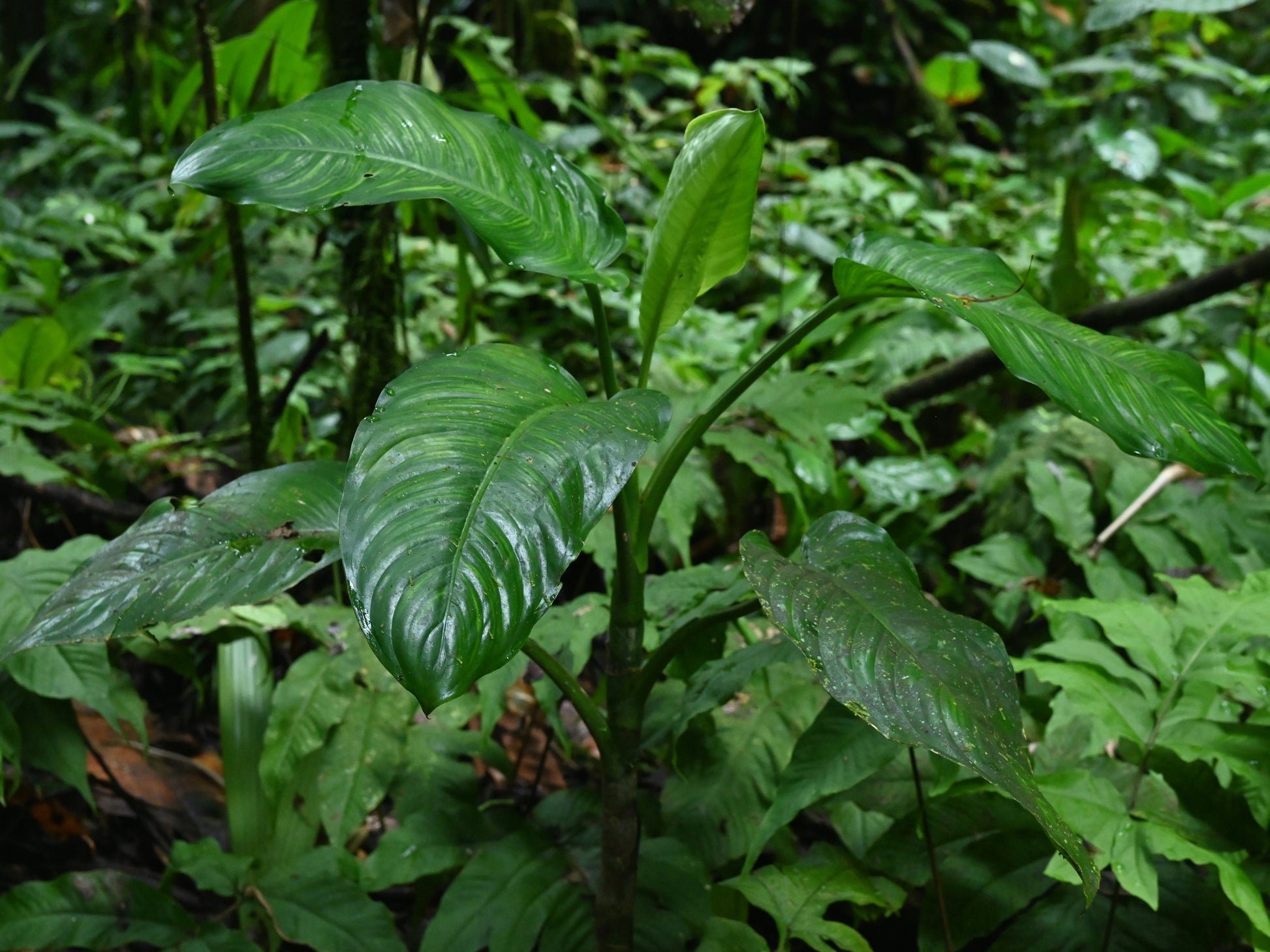 Dieffenbachia Green Magic - Medium - Image 5