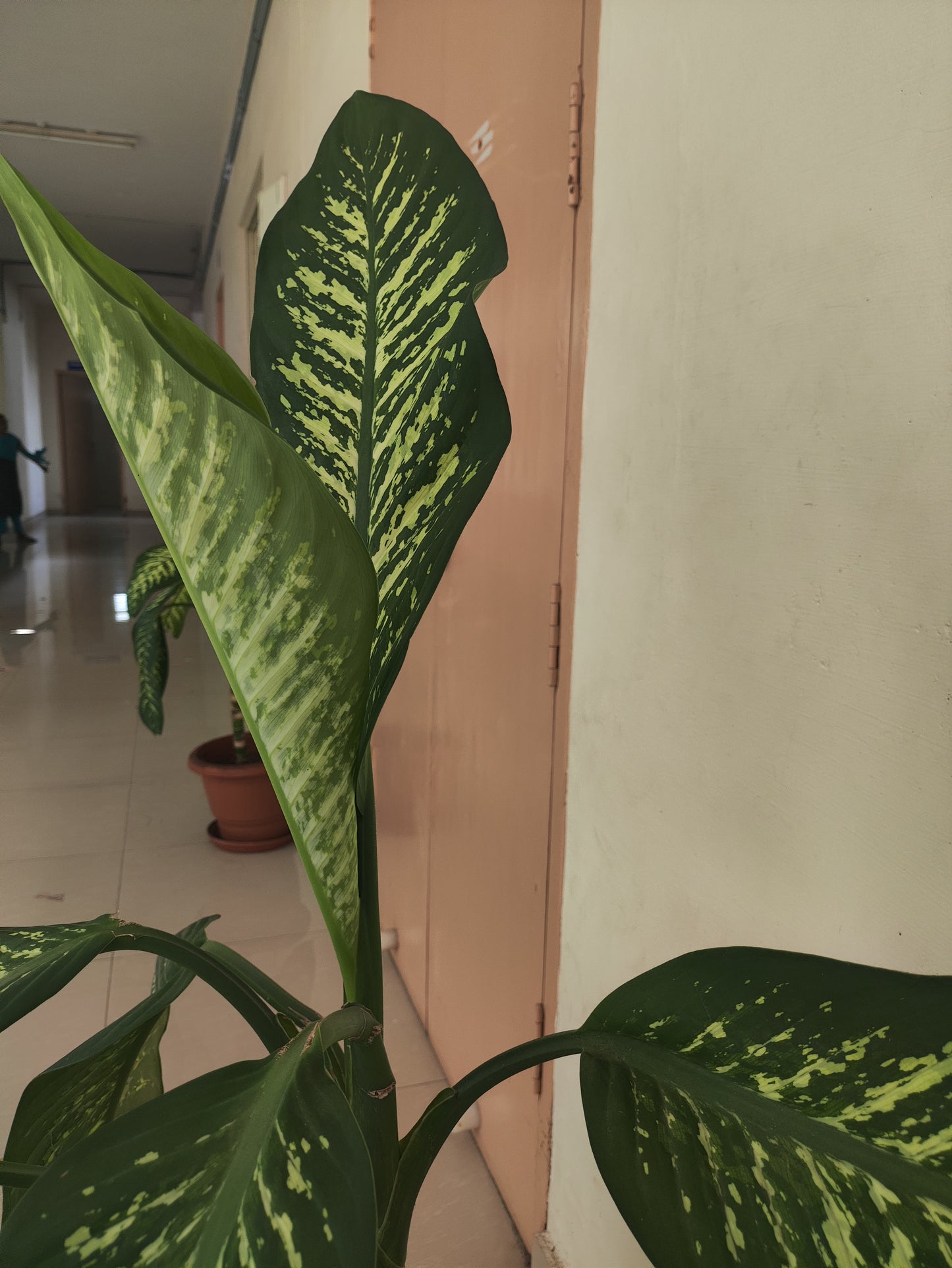 Dieffenbachia Green Magic - Medium - Image 2