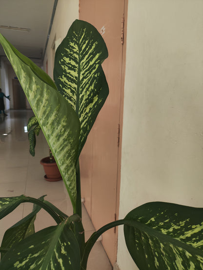 Dieffenbachia Green Magic - Medium - Image 2