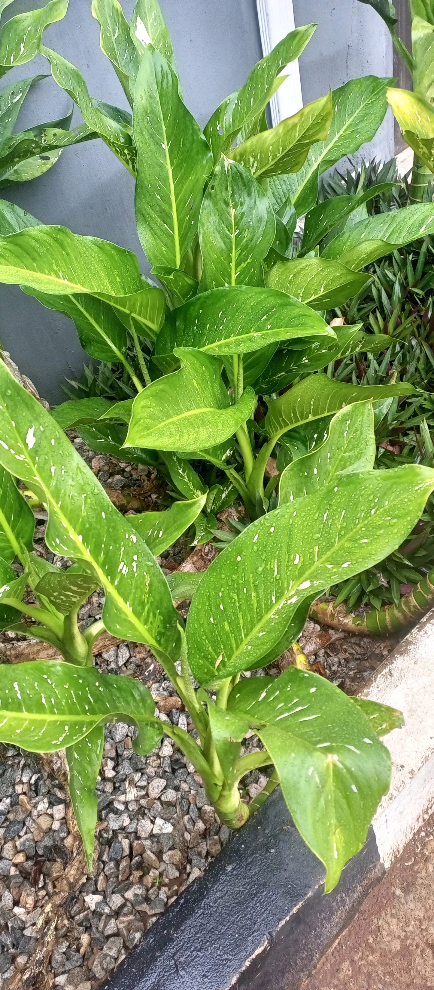 Dieffenbachia Green Magic - Medium - Image 1