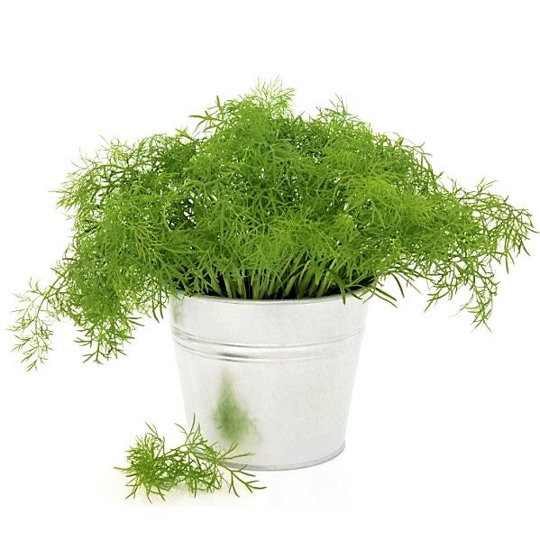 Dill Plant, Anethum Graveolens – image 1