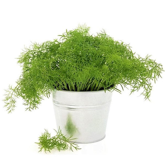 Dill Plant, Anethum Graveolens – image 1