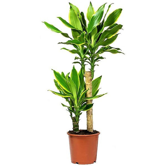 Dracaena Fragrans, Golden Coast, Cornstalk Dracena – image 2
