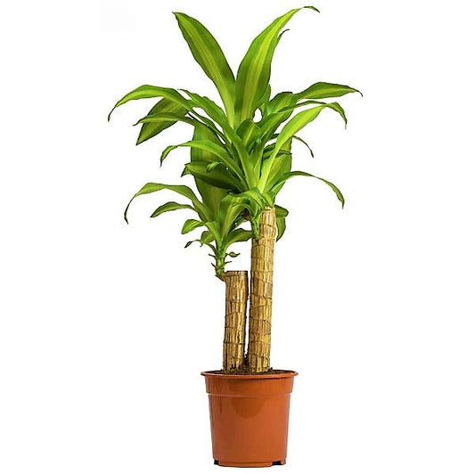 Dracaena Massangeana - Dracaena Fragrans – Green Plants