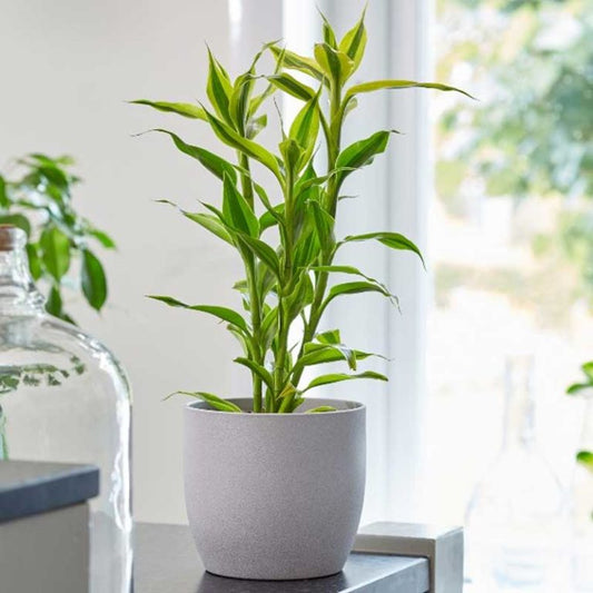 Dracaena Sanderiana - Ribbon Dracaena – Green Plants