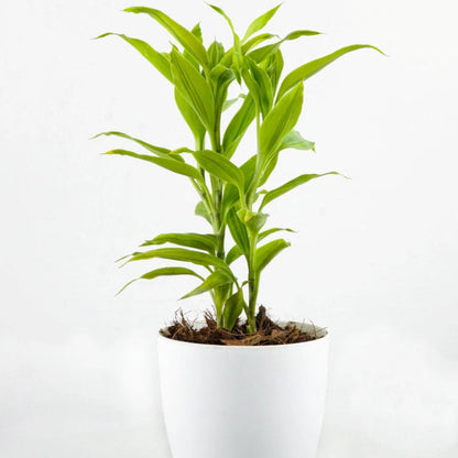 Dracaena Sanderiana - Ribbon Dracaena – Green Plants