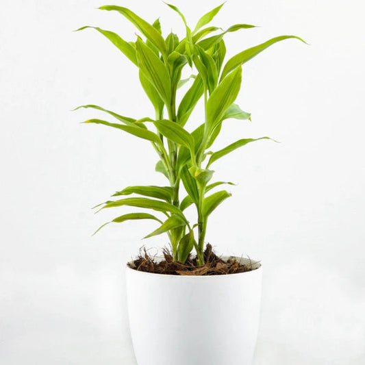Dracaena Sanderiana - Ribbon Dracaena – Green Plants
