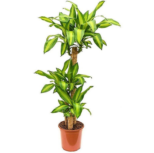 Dracaena Massangeana - Dracaena Fragrans – Green Plants