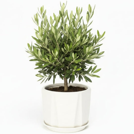 Olive Dwarf Indoor - Olive Bonsai – image 2