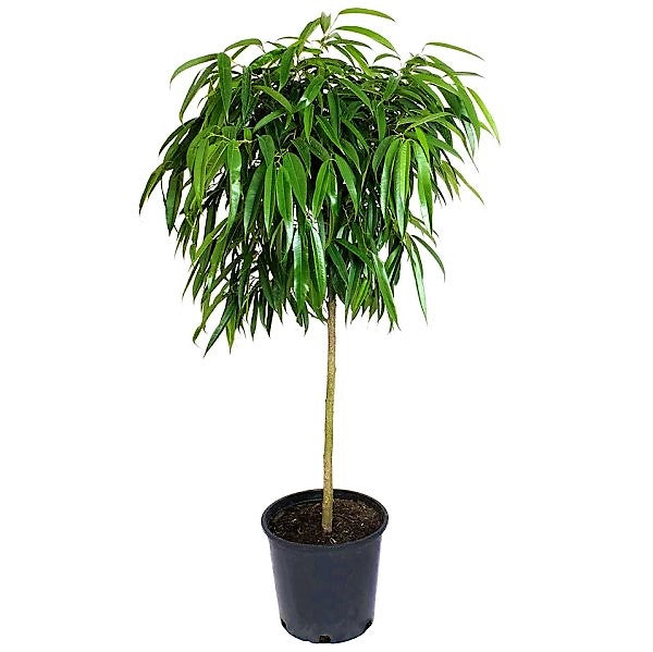 Ficus alii Amstel, Long Leaf Ficus – image 2
