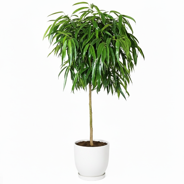 Ficus alii Amstel, Long Leaf Ficus – image 1