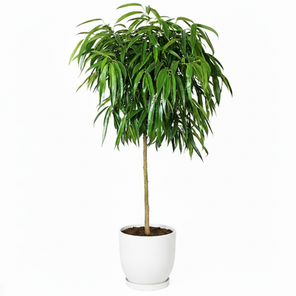Ficus alii Amstel, Long Leaf Ficus – image 1