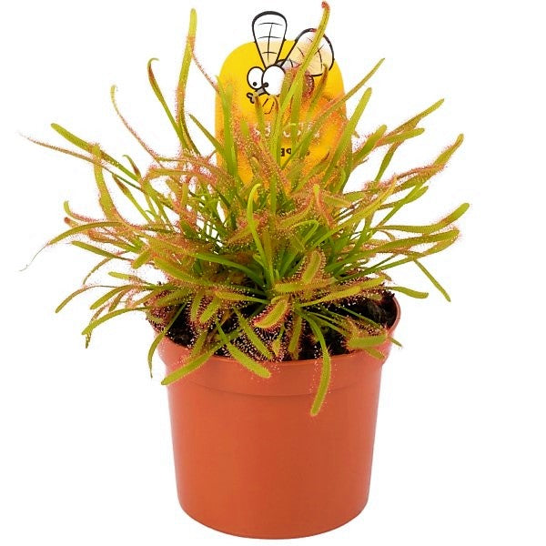 Drosera capensis or Cape Sundew – image 1