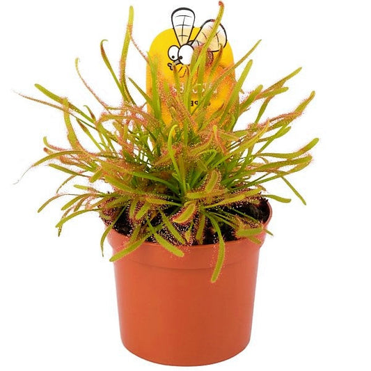 Drosera capensis or Cape Sundew – image 1