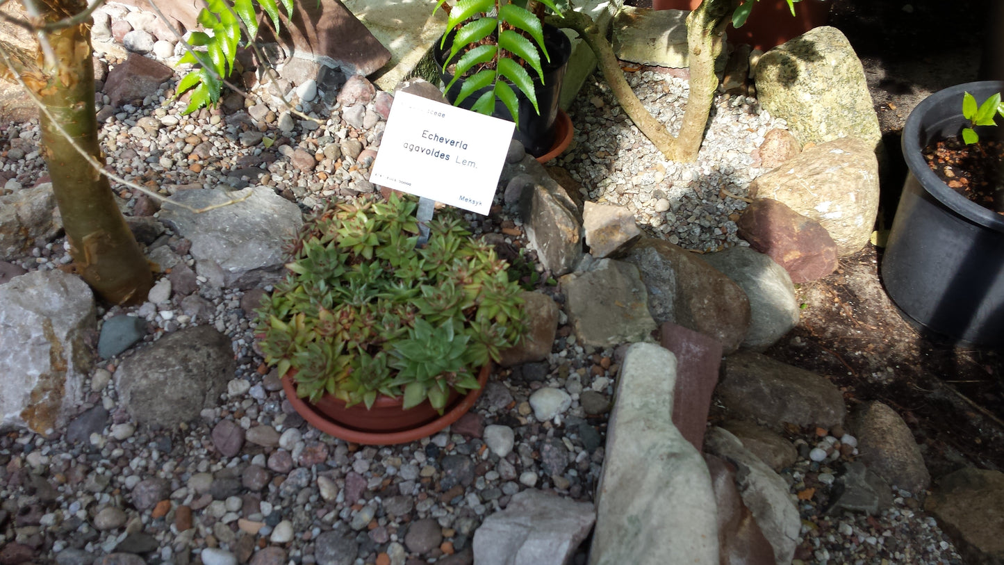 Mixed Echeveria Succulents (Echeveria sp.) | عصاريات إشفيريا متنوعة