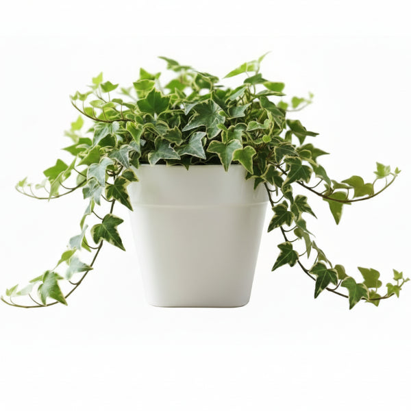 Hedera variegata, Variegated English Ivy – image 3