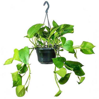 Money Plant, Epipremnum Aureum (small) – image 1