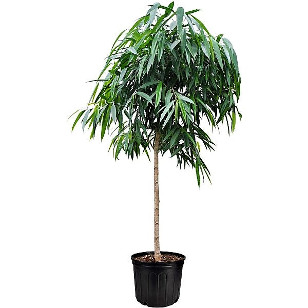 Ficus alii Amstel, Long Leaf Ficus – image 4