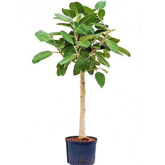 Ficus Benghalensis, Banyan Fig – image 1