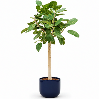 Ficus Benghalensis, Banyan Fig – image 5