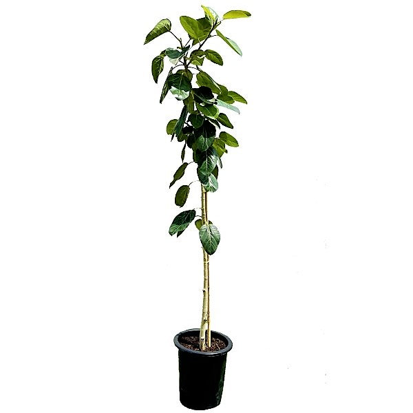 Ficus Benghalensis, Banyan Fig – image 3